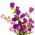 Harangvirág - színes virágkeverék - Campanula medium - Bájoló harang alakú virágok - Friss vetőmagok