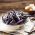 Brechbohne 'Purple Teepee' - Samen 
