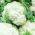 Cavolfiore - Early Snowball X - 270 semi - Brassica oleracea L. var.botrytis L.