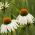 Echinacea - White Swan - Ehinacea purpurea - Elegant White Blooms for Late Summer - Fresh Seeds