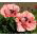 Amapola Oriental - variada - Papaver orientale - Colores llamativos que atraen polinizadores - Semillas frescas