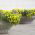 Trailing Viola seeds - Viola x williamsii - 270 seeds