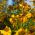 Common Sneezeweed seeds - Helenium autumnale - 500 seeds