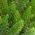 Asparges Fern, Sprenger Asparges frø - Asparges sprengeri - 10 frø - Asparagus densiflorus