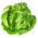 버터 헤드 상추 종자 - Lactuca sativa - 450 종자 - Lactuca sativa L. var. Capitata - 씨앗