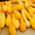 Prydnadspumpa - Yellow Crookneck - Gyllene böjda squash, dekorativ charm - Färska frön