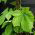 Semințe japoneze de hamei - Humulus japonicus - 20 semințe