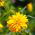 Girasol falso, semillas de sol de verano - Heliopsis scabra - 100 semillas