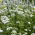 זרעי אגרטום לבנים - Ageratum houstonianum - 2700 זרעים - Ageratum mexicana