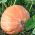 Jättikurpitsa - Atlantic Giant - 12 siemenet - Cucurbita maxima