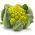 Květák zelený - Romanesco Natalino - Unikátní zelené hlávky pro podzimní sklizeň - Čerstvá semena