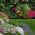 Jährliche Steingarten Mix Samen - 25 Samen - 
