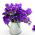 Statice - Lavender - Limonium sinuatum - Graceful Purple Flowers, Dried or Fresh - Fresh Seeds