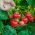 Strawberry semințe Tresca - Fragaria ananassa - 20 de semințe - Fragaria ×ananassa