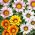 Treasure Flower, Gazania keverjük magokat - Gazania rigens - 130 mag - Gazania splendens