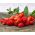 دانه های توت فرنگی وحشی - Fragaria virginiana Mill - 640 دانه - Fragaria vesca