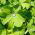 Sementes de Manto de Senhora - Alchemilla mollis - 500 sementes