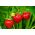 Strawberry semințe Tresca - Fragaria ananassa - 20 de semințe - Fragaria ×ananassa