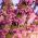ユダの木の種子 -  Cercis siliquastrum - シーズ
