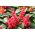 Sauge rouge - rouge - 140 graines - Salvia splendens