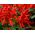 Sauge rouge - rouge - 140 graines - Salvia splendens
