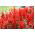 Sauge rouge - rouge - 140 graines - Salvia splendens