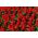 Sauge rouge - rouge - 140 graines - Salvia splendens