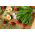 Sorrel - 2400 biji - Rumex acetosa