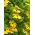 Susanne med det sorte øje - gul - 17 frø - Thunbergia alata