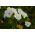 Mamelukærme - blanding - Lavatera trimestris - Livlig, langvarig sommerskønhed - Friske frø