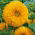 Dísznapraforgó - Sungold Tall - Helianthus annuus - Lenyűgöző magasság, élénk sárga virágok - Friss vetőmagok