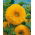 Dísznapraforgó - Sungold Tall - Helianthus annuus - Lenyűgöző magasság, élénk sárga virágok - Friss vetőmagok
