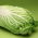 纳帕白菜“国会大厦” - 大头 -  86粒种子 - Brassica pekinensis Rupr. - 種子