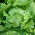 Alface Iceberg - Goplana - 450 sementes - Lactuca sativa L.