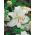 Lilje Pretty Women - Lilium Pretty Women