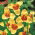 Tigridia, Tiger Flower Creame - 10 ampul