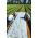 Springfleece (agrotextile) - plantebeskyttelse til sunde afgrøder - 3,20 mx 20,00 m - 