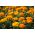 French Marigold - Petite Orange - Tagetes patula - Natural Defence, Vibrant Orange Blooms - Fresh Seeds