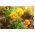 French Marigold - Petite Orange - Tagetes patula - Natural Defence, Vibrant Orange Blooms - Fresh Seeds