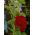 Altea o malvone - Rosso - Alcea rosea - Fiori rossi maestosi, alti, accattivanti - Semi Freschi