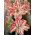Hippeastrum - Dancing Queen