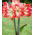Amaryllissläktet - Minerva - Hippeastrum