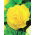 Begonia Large Flowered Double Yellow - 2 bulbi - Begonia ×tuberhybrida