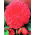Begonia Fimbriata Pink - 2 bulbs