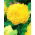 Begonia Fimbriata Yellow - 2 луковици