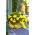 Begonia Pendula Cascade Yellow - 2 bulbs