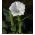 La trompeta del diablo blanco; metel - 28 semillas - Datura fastuosa