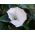 La trompeta del diablo blanco; metel - 28 semillas - Datura fastuosa