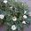 La trompeta del diablo blanco; metel - 28 semillas - Datura fastuosa