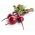 Củ cải đường "Astar" - lý tưởng cho nước ép và cô đặc - 500 hạt - Beta vulgaris